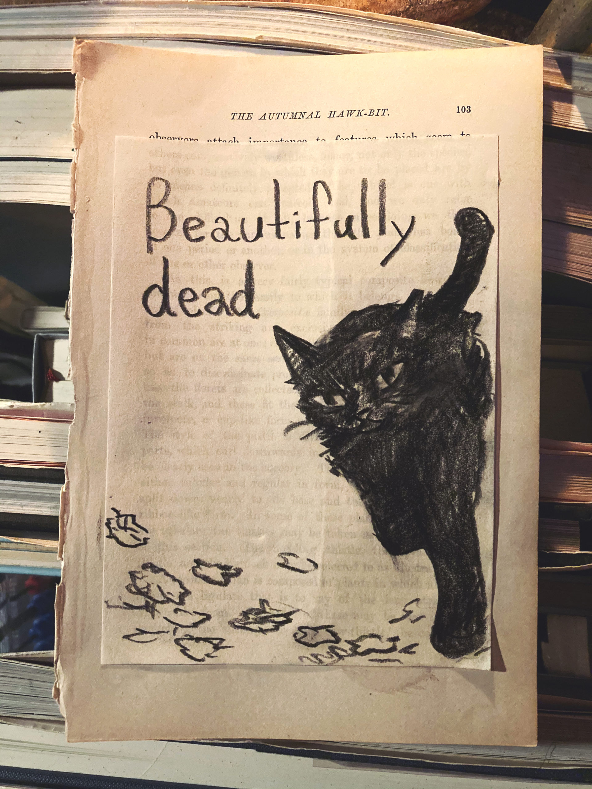 1匹の黒猫が、美しく死んだ。